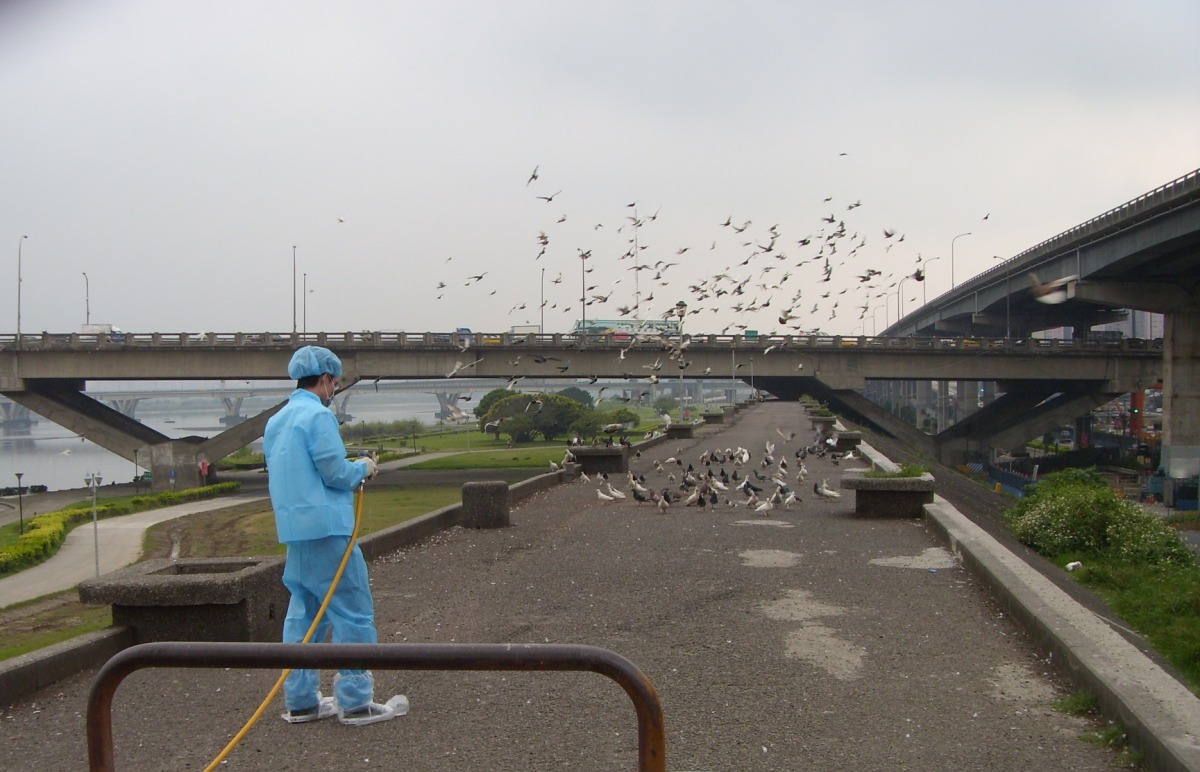 各公園管理單位每週自主加強清潔及消毒，避免野鴿聚集。新北市動保處/提供