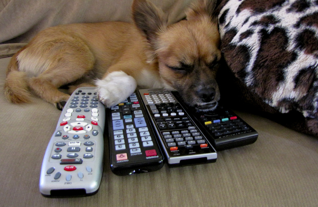 寵物對許多飼主來說，是家人也是親密的朋友，最近的調查指出，寵物也是許多人追劇的良伴！取自 Flickr