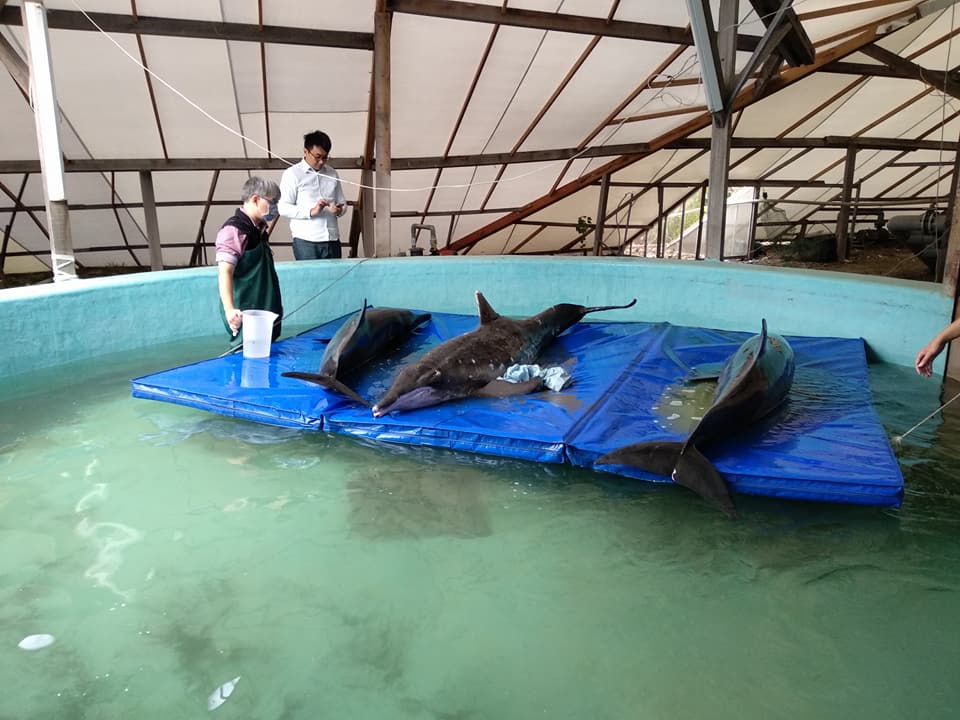 目前這3隻糙齒海豚在四草鯨豚搶救站接受後續治療。成大海洋生物及鯨豚研究中心/提供