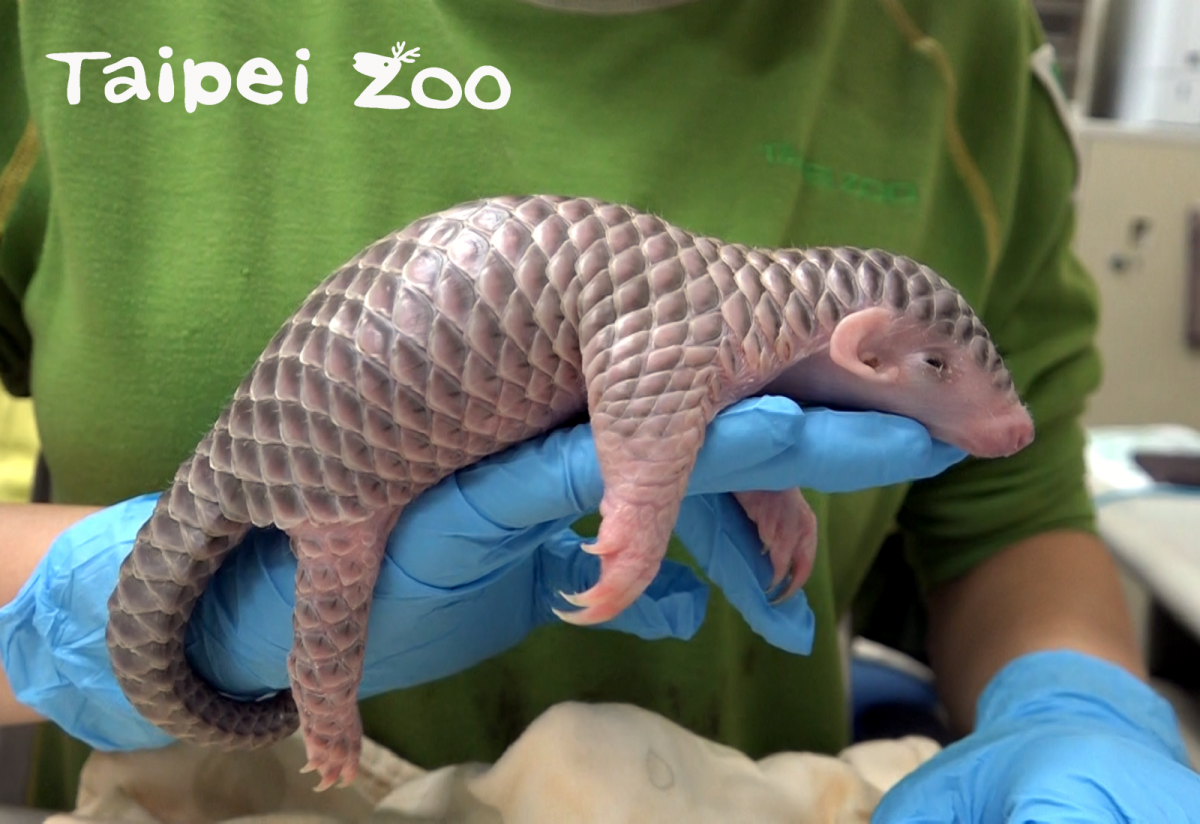 台北市立動物園在2019年先後迎接兩隻穿山甲寶寶,圖為穿山甲寶寶「梧愛」。台北市立動物園/提供