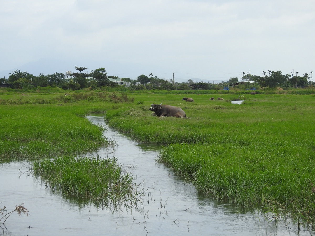 東部唯一濕地與草原共構的自然濕地，正面臨開發危機。中華民國野鳥學會/提供
