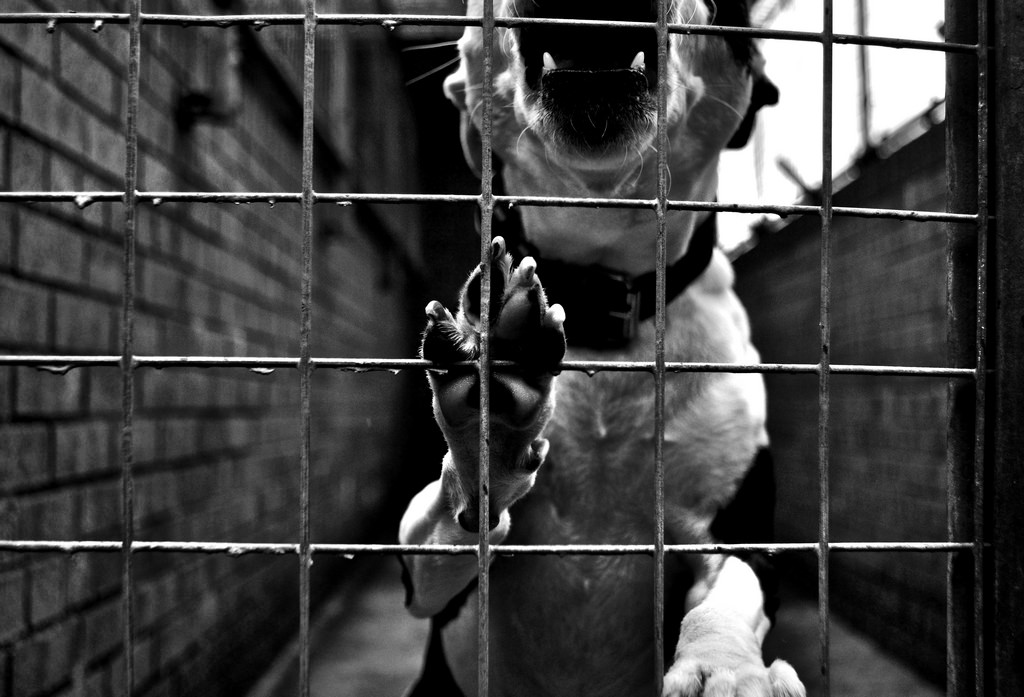 RSPCA的宗旨在於防止、預防讓動物收到不必要的痛苦。取自Flickr