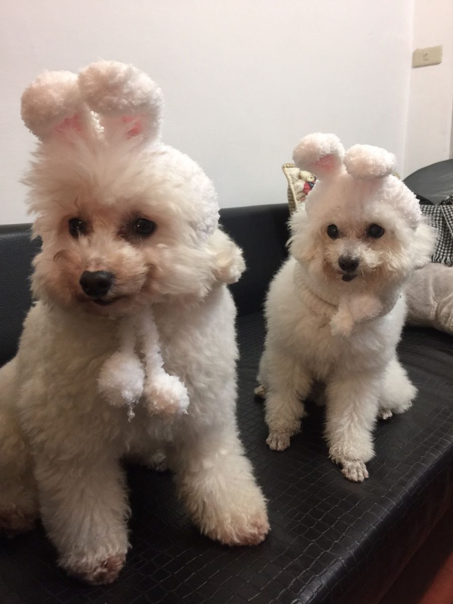 「冠軍」與另一隻愛犬的兔子造型,可愛的模樣一點也不像老狗。新北市動保處/提供