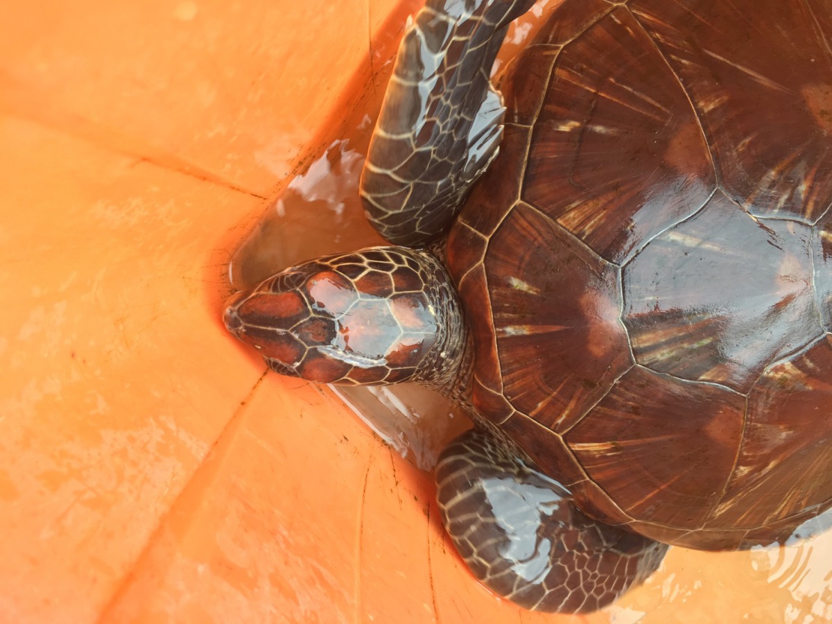 這隻綠蠵龜活力良好無明顯受傷,動保員於當日下午將牠野放。新北市動保處/提供