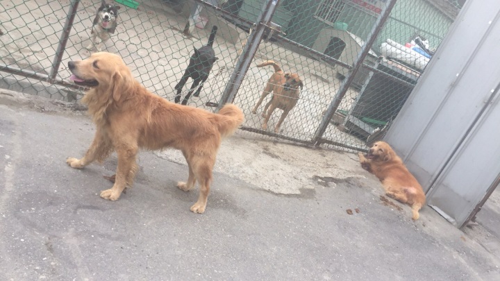 中華親善動物保護協會員工一早發現兩隻黃金獵犬被綁在協會門口任太陽曝曬。新北市動保處/提供