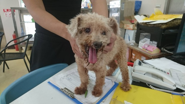 一名機車騎士將老紅貴賓丟在中和動物之家門口,目前狗狗已開放認養。新北市動保處/提供