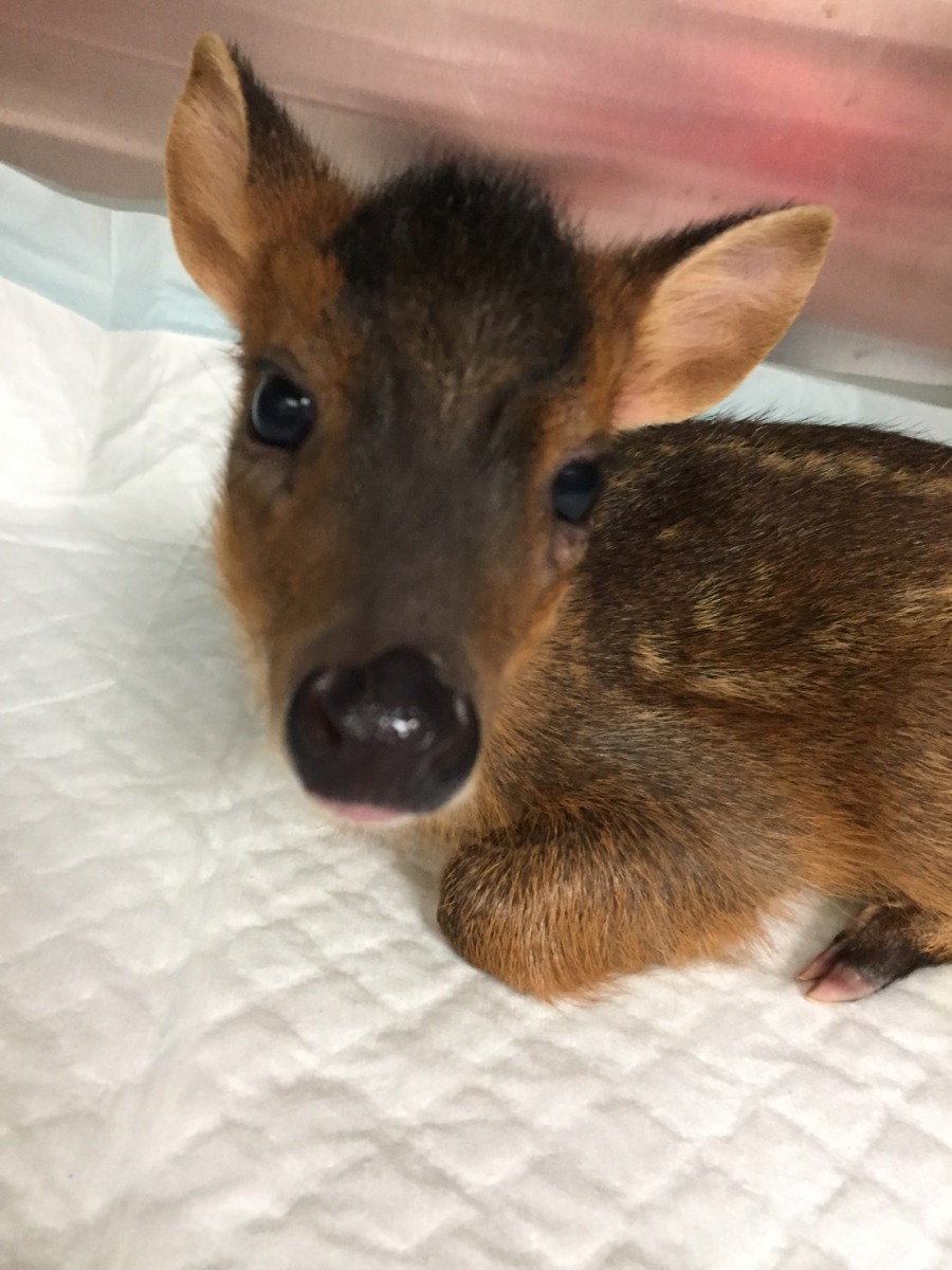 野生動物急救站提醒民眾，在野外遇到野生動物的寶寶，請不要打擾。資料畫面，非當事山羌，新北市動保處/提供