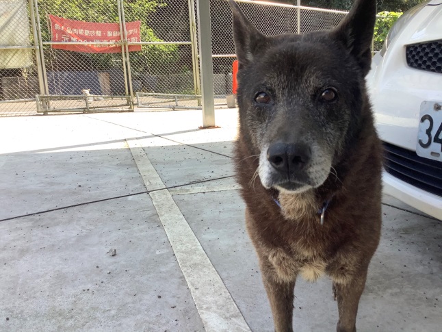 「老先生」經歷救援到所，如今是八里動物之家的迎賓犬。新北市動保處/提供