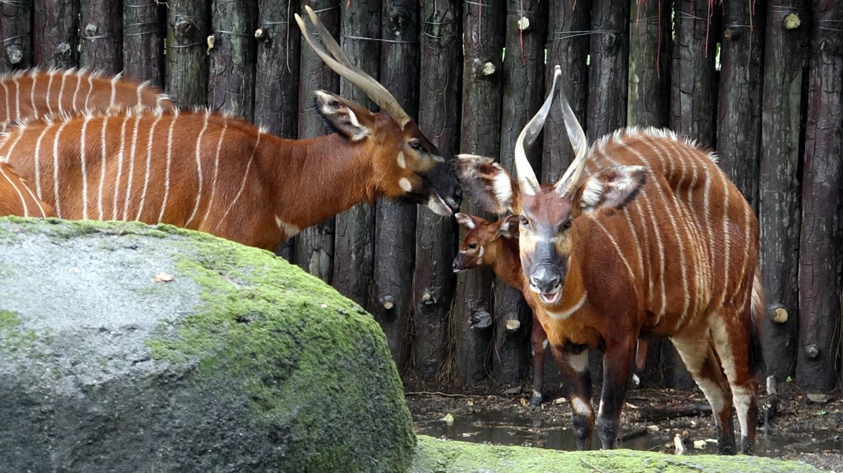 台北市立動物園的雌性斑哥條紋羚寶寶「小雅」誕生囉！台北市立動物園/提供