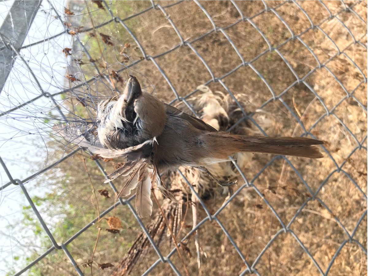 部分農民透過架設鳥網來防鳥害,誤獵珍貴稀有保育鳥類,圖為三級保育類動物紅尾伯勞。保七總隊第七大隊/提供