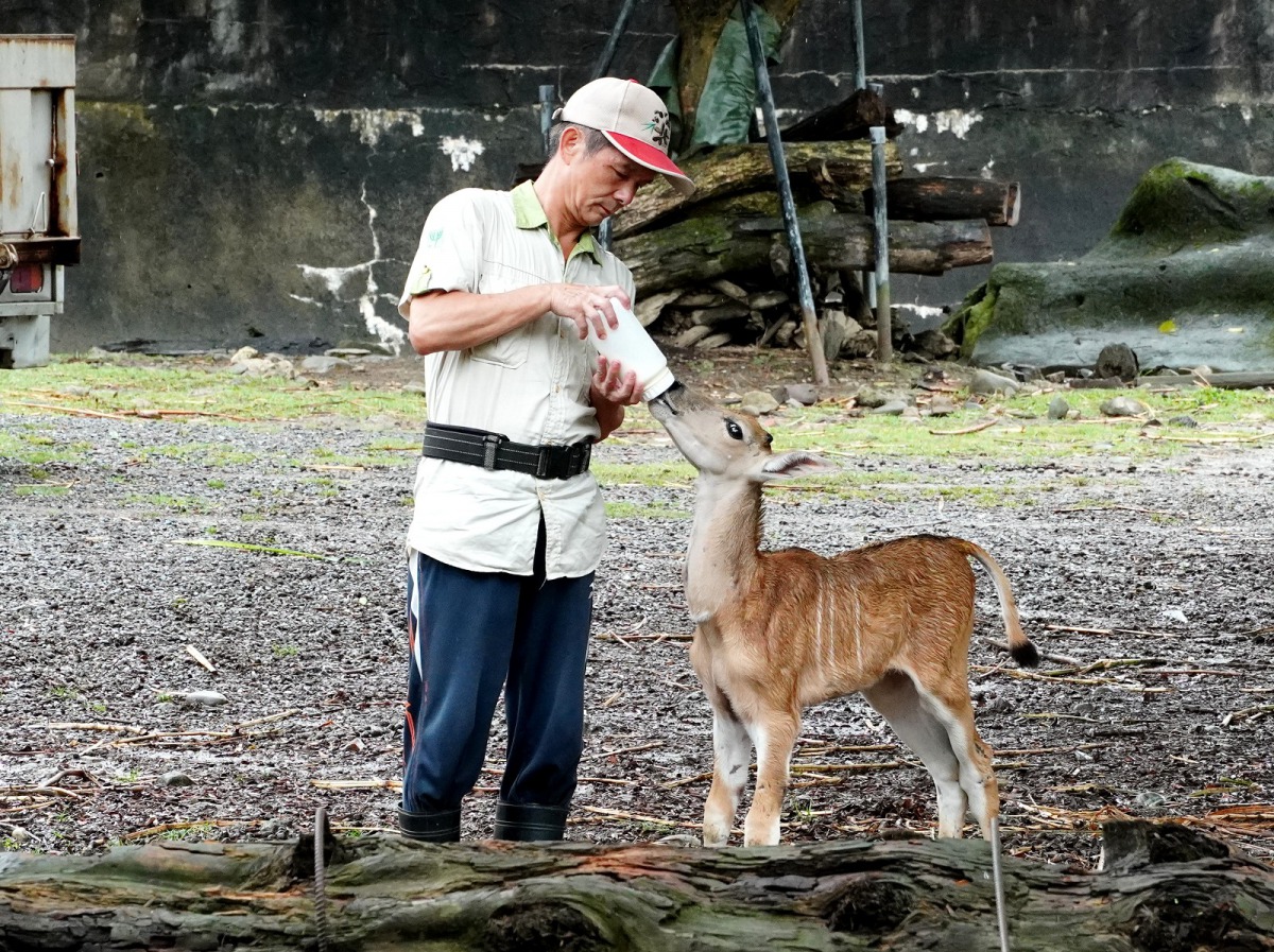 妮可的媽媽「春姿妮」在產後一直排斥餵寶寶喝奶,保育員只好以人工哺育的方式接手照養。台北市立動物園/提供