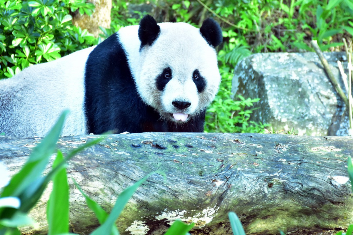 本週氣溫約在20度至25度左右,正適合大貓熊家族到戶外活動場玩耍探索。圖為大貓熊「團團」,台北市立動物園/提供