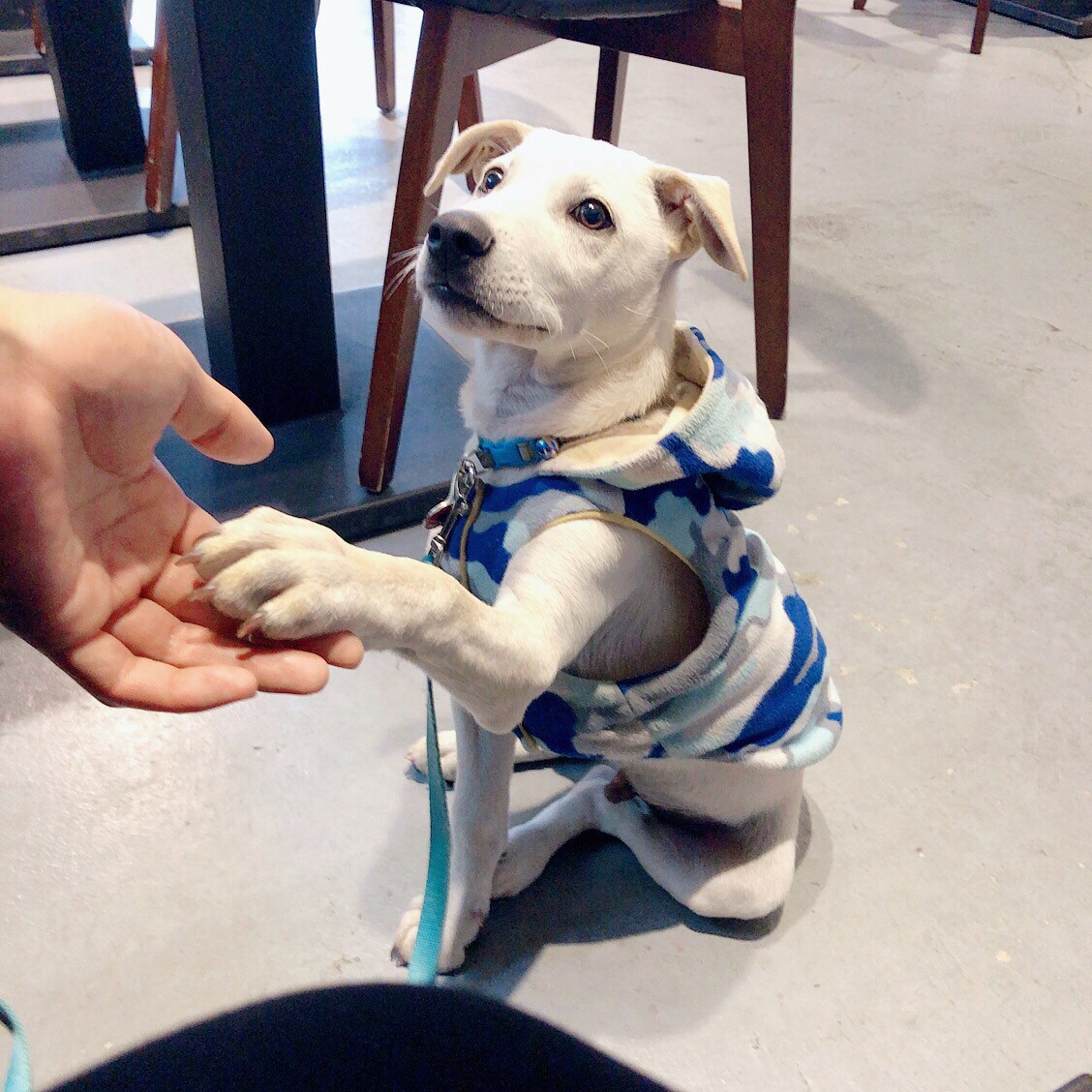 新北市動保處特地到校教導師生如何正確與狗狗互動。圖為鼻頭國小校犬AKI,新北市動保處/提供