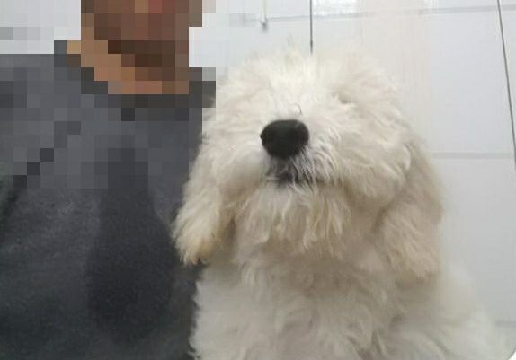 居住於基隆市的馬來西亞男子透過網路花費9萬元購買了2隻比熊犬幼犬，卻發現2隻狗皆為混種比熊犬。基隆動保所/提供