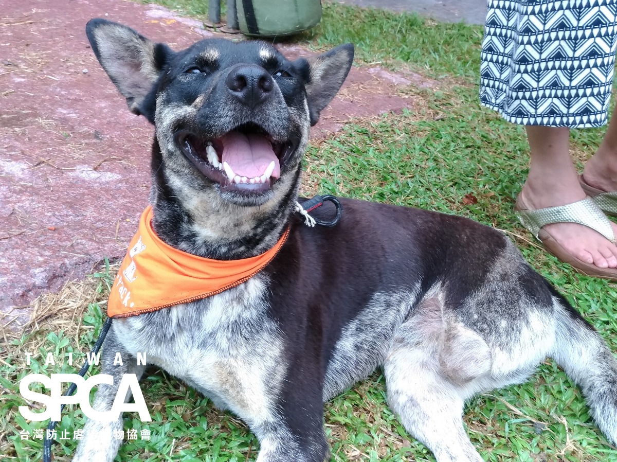 TSPCA、PACK主辦、家樂福文教基金會協辦的「三腳戀-PACK X TSPCA聯合送養活動」除了認養活動，也提醒大眾關注獸鋏與山豬吊等陷阱問題。台灣防止虐待動物協會/提供