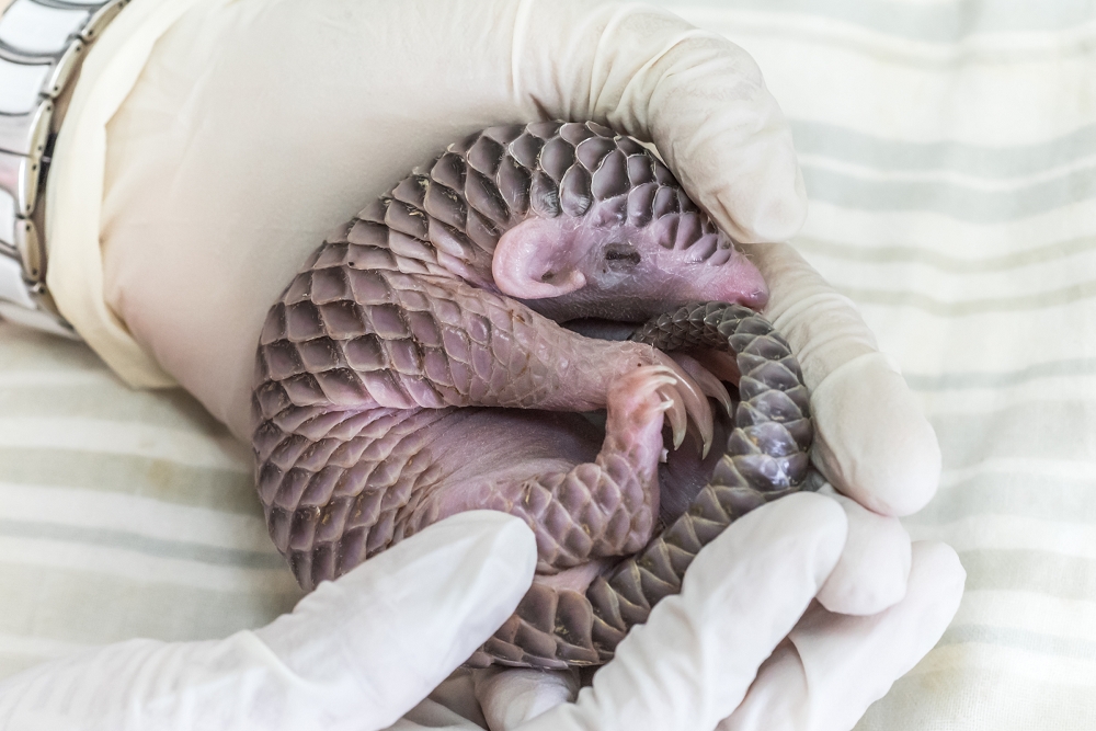 穿山甲是世界上數一數二難以照顧的動物,而負責照養穿山甲的保育員可說是地表最強奶爸、奶媽!台北市立動物園/提供