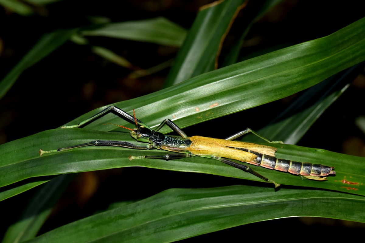 雌雄同體的「津田氏大頭竹節蟲」背上的翅膀長度不對稱。台北市立動物園/提供