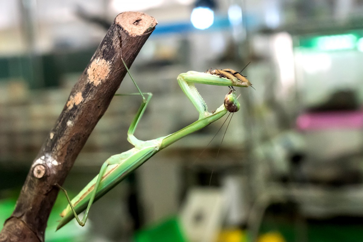 台北市立動物園有一座14年歷史的「昆蟲占卜」,等你來測今日運勢。圖為大刀螳螂,台北市立動物園/提供