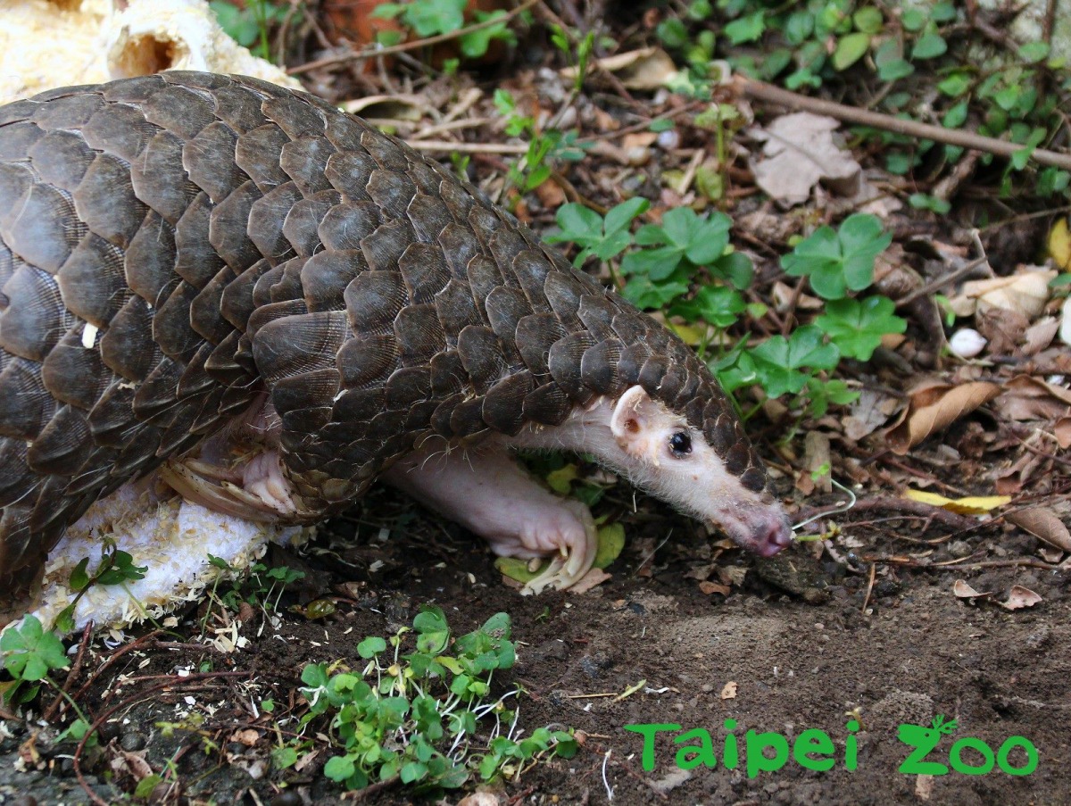 台北市立動物園表示，當穿山甲將身體捲曲，就表示牠還有體力自衛，只需要將牠放在原地或人車較少處，牠就能自行回到山林。台北市立動物園/提供