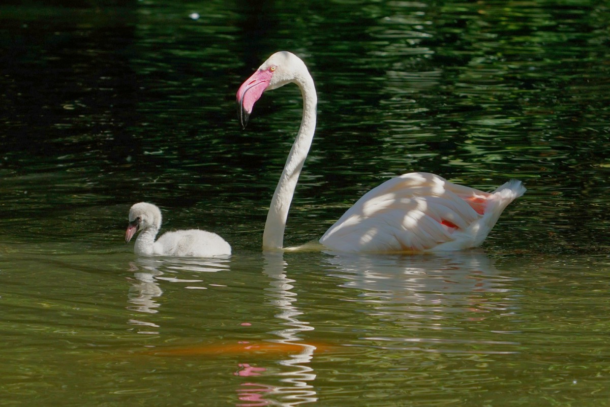 當大紅鶴寶寶成長到可以自行離巢、到處探索的階段,大紅鶴的父母便會開始教導孩子游泳的技巧。詹德川/攝