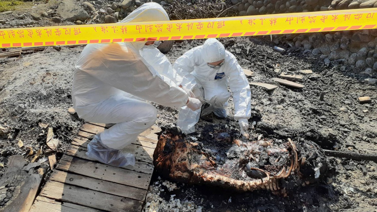 病死豬誤遭焚燒,防疫人員採樣送驗。新北市動保處/提供