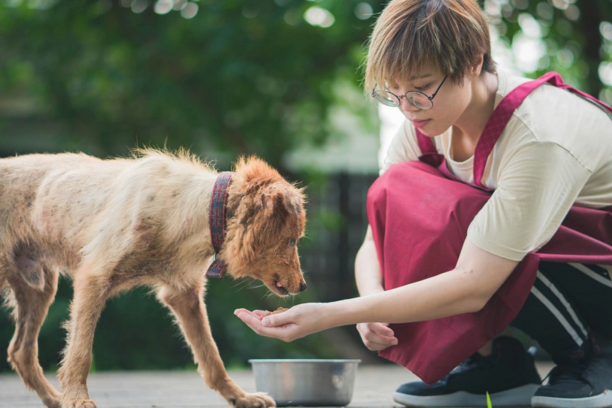 動物之家裡也有失智狗狗，圖為板橋動物之家動保員梁恩妮輔助老年犬隻吃飯。新北市動保處/提供