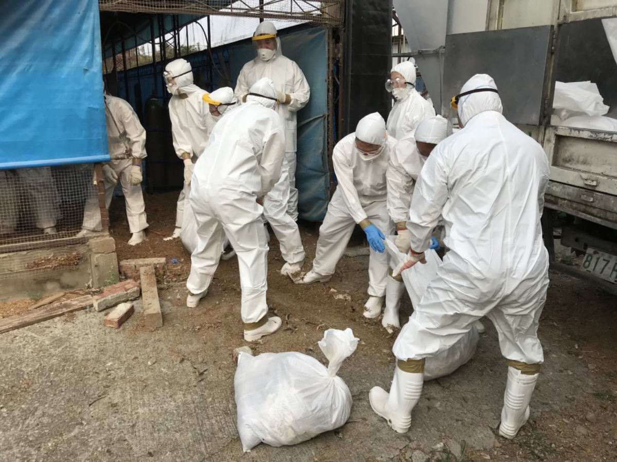 動物防疫人員進行禽隻撲殺之防疫工作。台中市動保處/提供