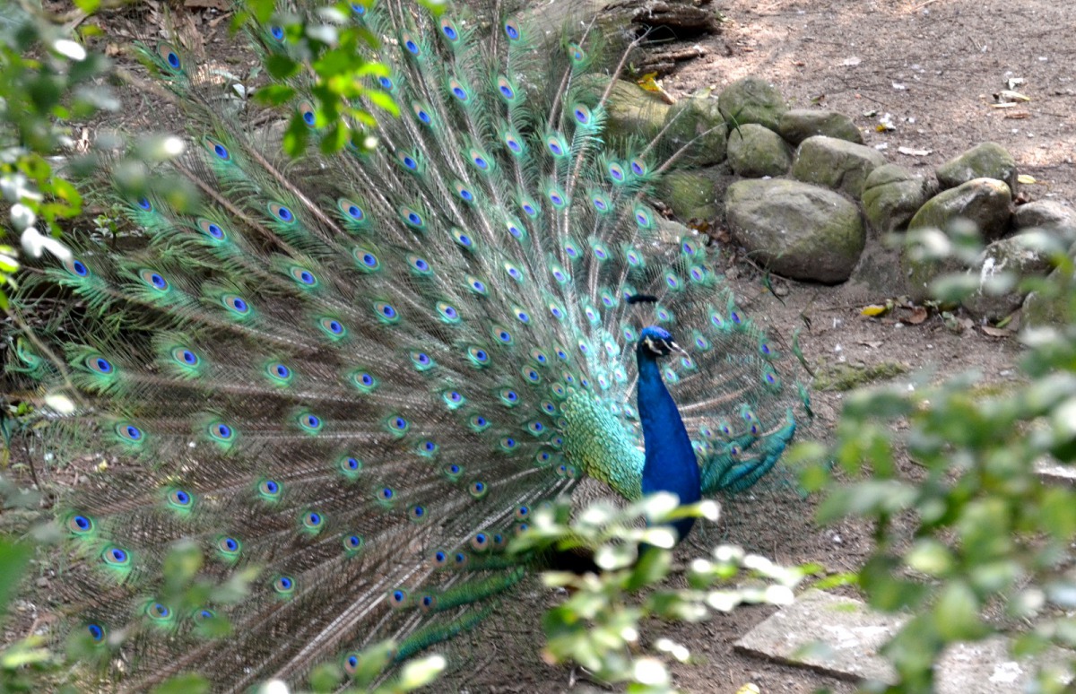 台北市立動物園接過許多令人驚奇的要求,例如有民眾想要索取鳥類羽毛,用以幫助懷孕。圖為孔雀,台北市立動物園/提供