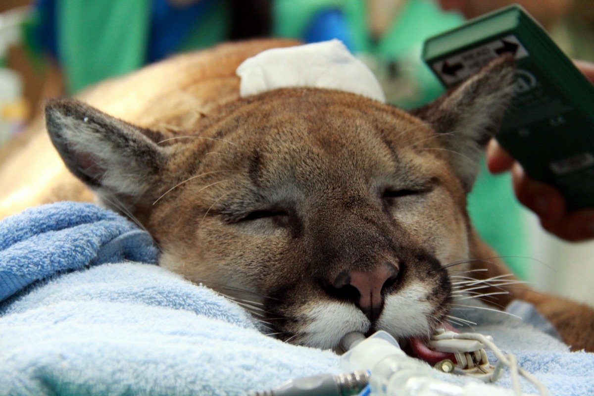 動物園首度「不對外開放」期間，推出特定動物專屬的客製化「健檢套餐」，圖為美洲獅健檢。郭俊成/攝