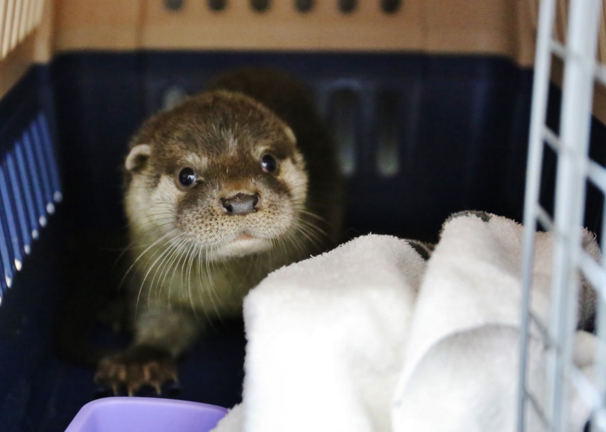 金門有民眾發現一隻小水獺躲在機車旁邊,目前小水獺由金門縣野生動物救援暨保育協會暫時收容。金門縣政府/提供