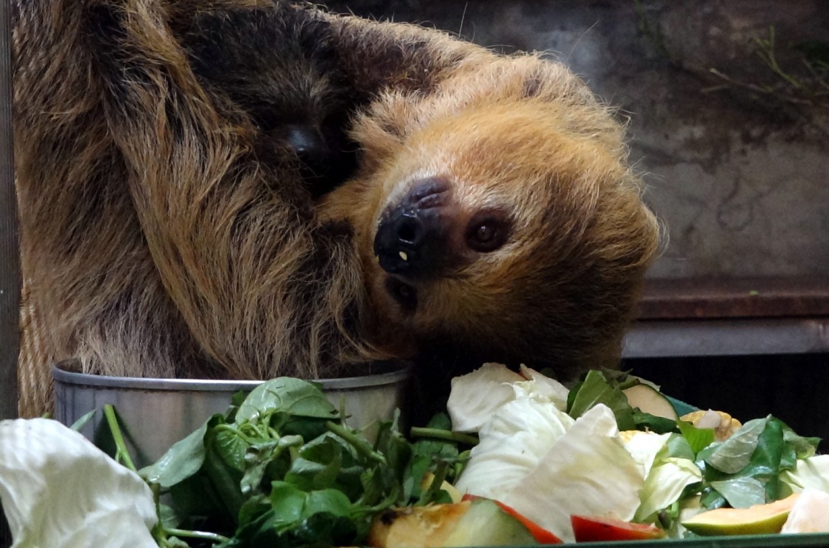 二趾樹獺大部分的時間都掛在樹上,白天幾乎都在休息,吃東西、交配、育幼等活動也都是倒掛在樹上進行。台北市立動物園/提供