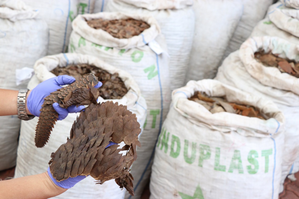 WJC指出穿山甲的貿易活動達到前所未有的高峰,各國應以以打擊跨國犯罪的方式來應對。資料照,圖為2019年4月星國破獲的走私案,共緝獲12.9公噸穿山甲鱗片及177公斤象牙,預計從奈及利亞運往越南,翻攝自新加坡海關粉絲專頁