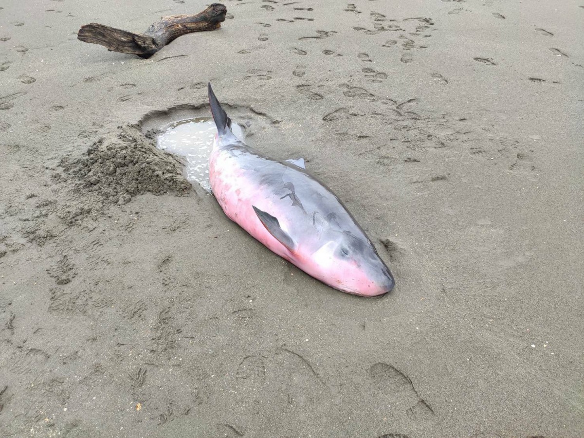 一隻活體小抹香鯨擱淺於桃園市觀音海水域場附近海攤，經救援於21日順利野放。翻攝自中華鯨豚協會粉絲專頁