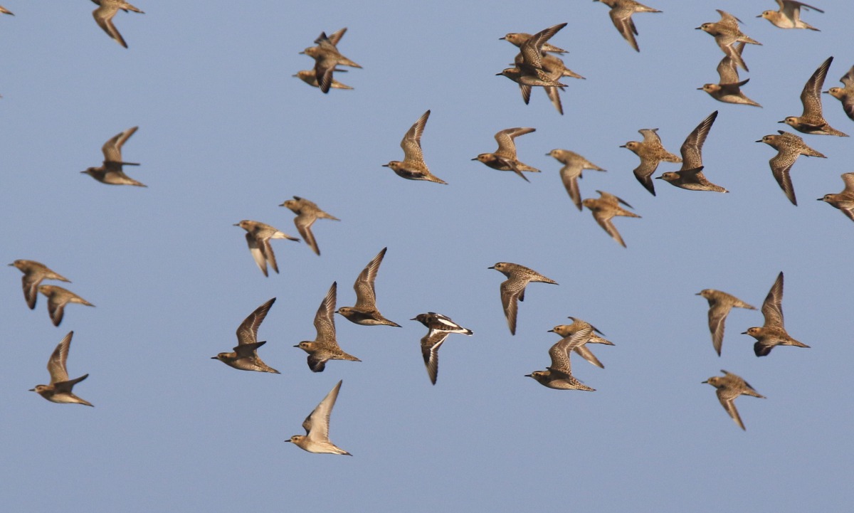 「臺灣新年數鳥嘉年華」即將開跑，照片中的是翻石鷸與太平洋金斑鴴。臺灣新年數鳥嘉年華/提供，呂翊維/攝