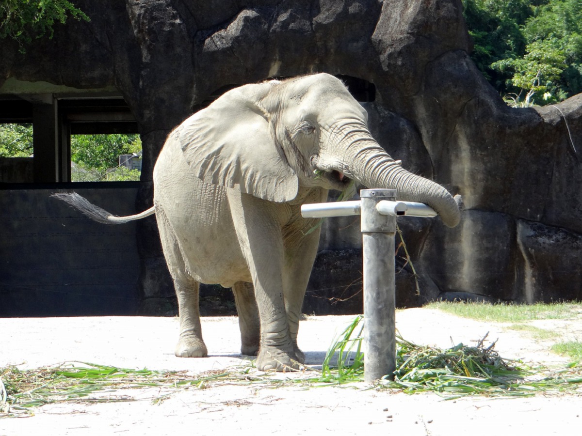 非洲象「千惠」使用行為豐富化玩具。台北市立動物園/提供