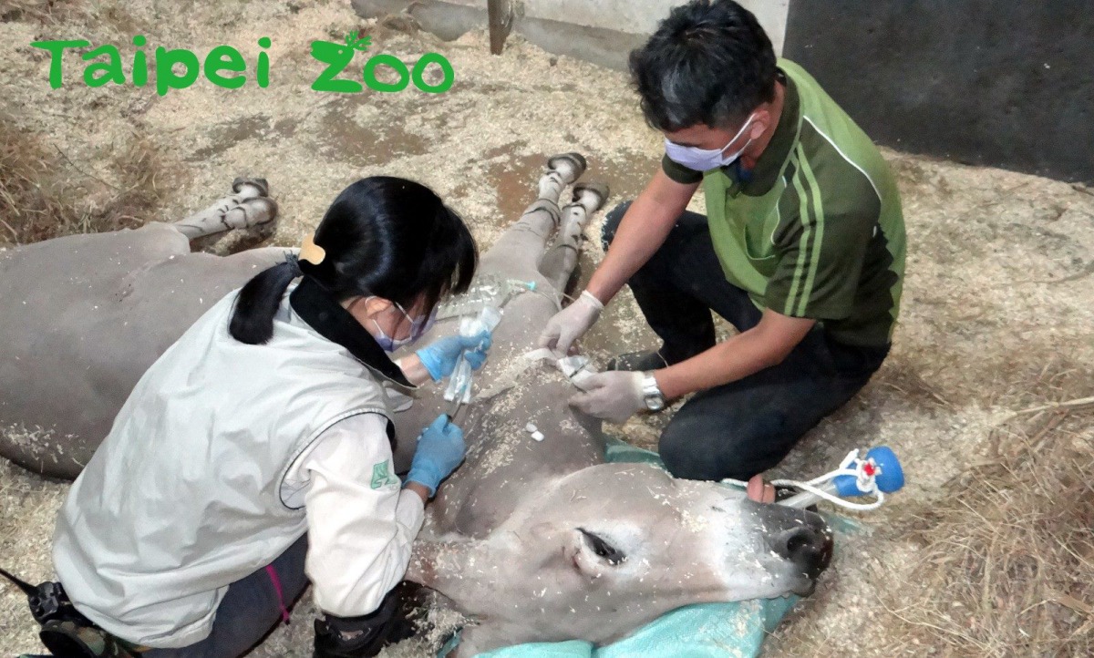非洲野驢的健檢是透過麻醉來進行的。台北市立動物園/提供