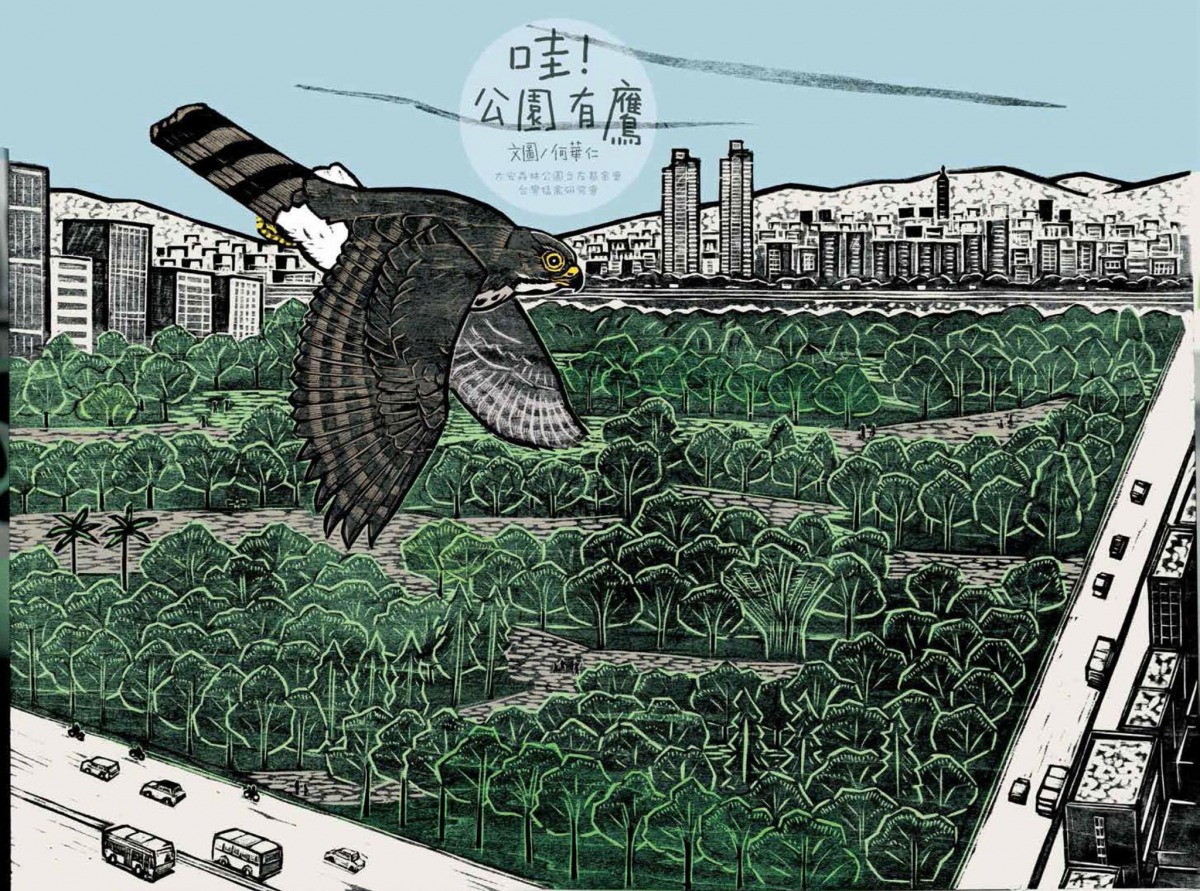 《哇！公園有鷹》版畫繪本透過生動又有趣味的版畫，讓鳳頭蒼鷹與大安森林公園的生態躍然紙上。圖為鳳頭蒼鷹飛翔在大安公園上空。台灣猛禽研究會/提供