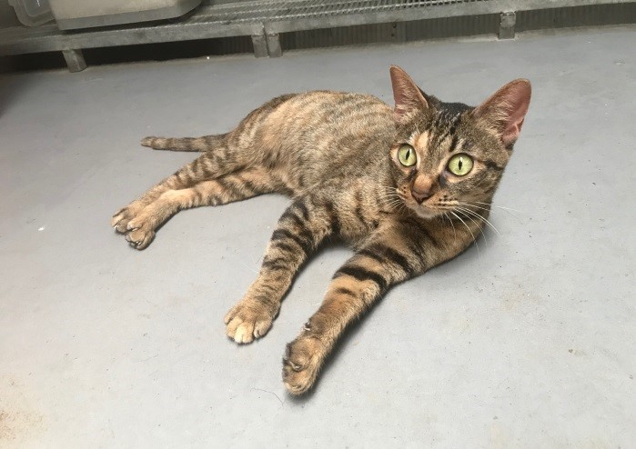 「咪兔」剛到五股動物之家時，完全不怕生又親人。新北市動保處/提供