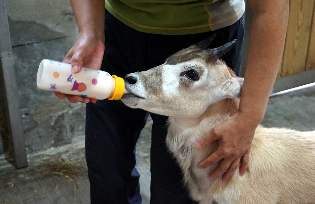 弓角羚羊寶寶「依杉」積極展現生命活力！吸奶的欲望很強。台北市立動物園/提供