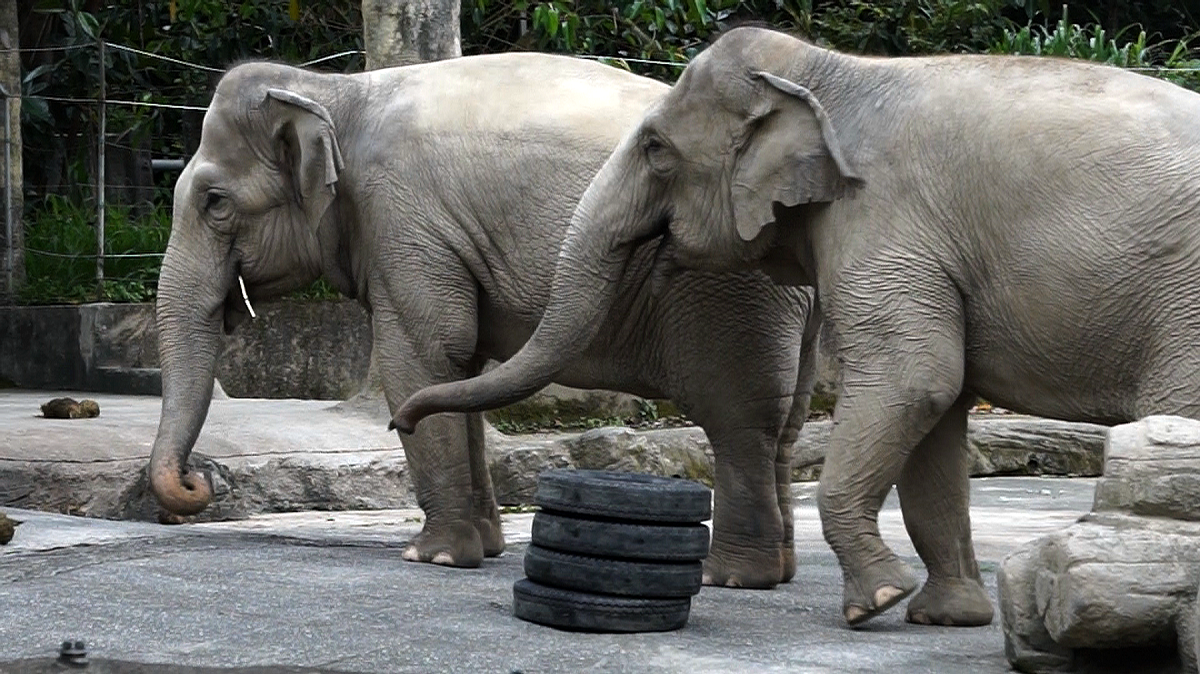 「時光台灣」紀錄短片《大象會跳舞》劇照。公共電視／提供