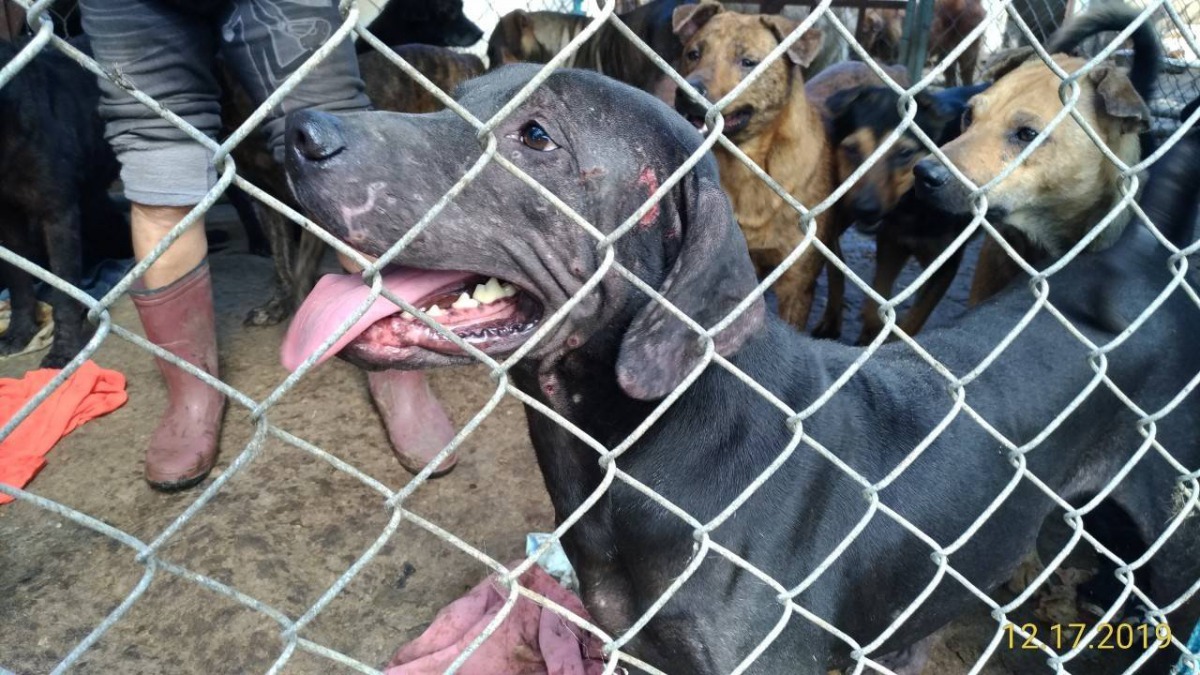 台中民間狗場有不當飼養之情形,數月來狗場情形仍未見改善,台中市動保處已於昨(17)日先行帶回19隻狗。台中市動保處/提供