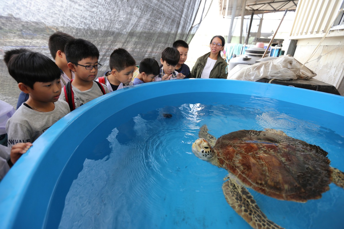 這4隻綠蠵龜用牠們的生命經驗提供學童海洋教育體驗,引起學童對於海洋保育與汙染問題的重視。金門縣建設處/提供