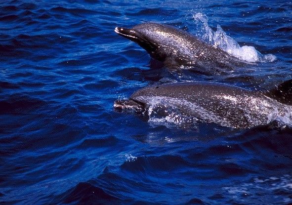 熱帶斑海豚是海上目擊常見鯨豚。黑潮海洋文教基金會/攝，海保署提供