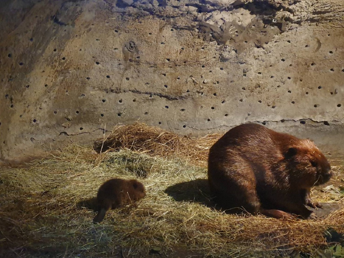 河狸夫妻相當恩愛,一家子的感情也很好,圖為河狸爸爸「羅賓」和河狸寶寶「娜喊」。吳佳昱/攝
