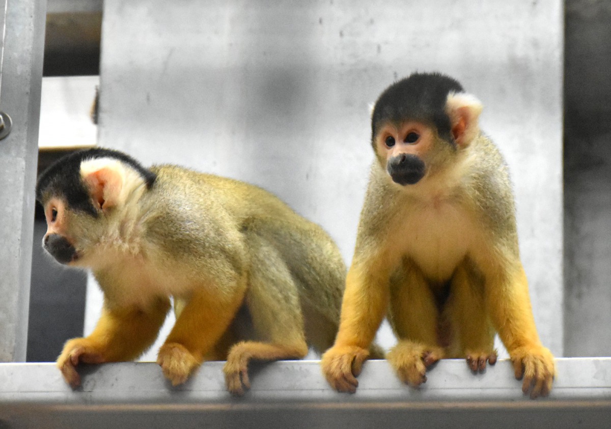 黑冠松鼠猴第一天到熱帶雨林的新家,新環境讓牠們略顯緊張。台北市立動物園/提供