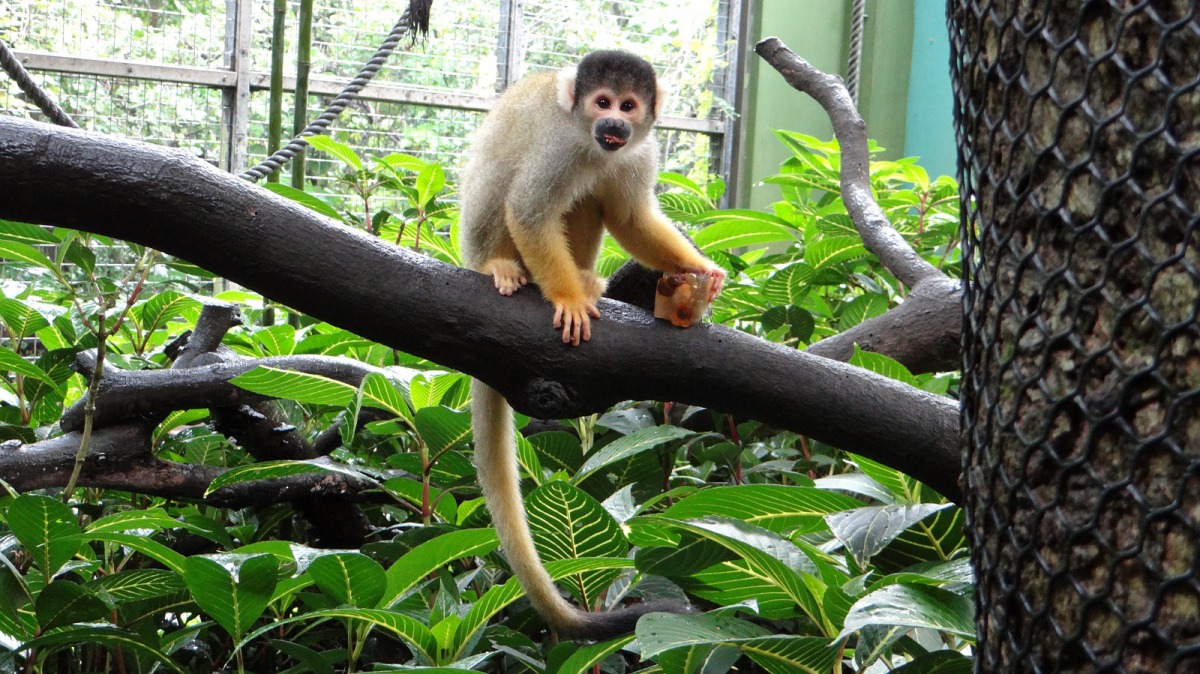 黑冠松鼠猴拿到一塊果凍後就跑到旁邊去慢慢享用。台北市立動物園/提供