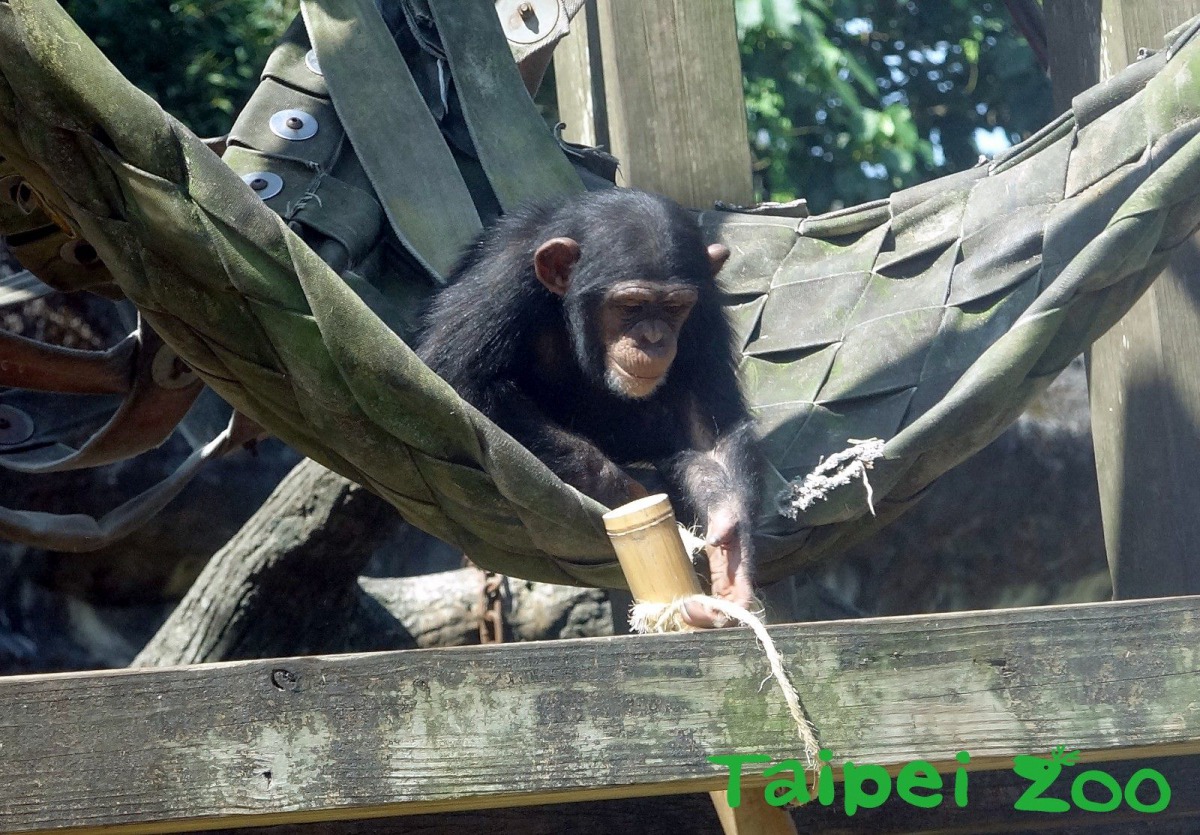 竹筒裡放著黑猩猩們最喜歡的零食。台北市立動物園/提供