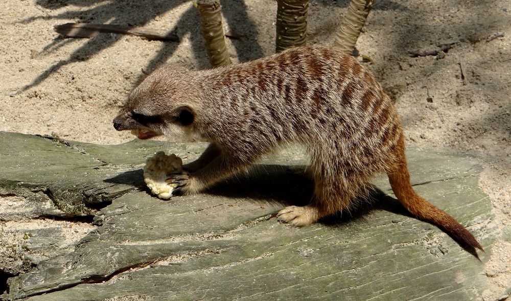 狐獴大口享用有機無毒的紫黑糯玉米。台北市立動物園/提供