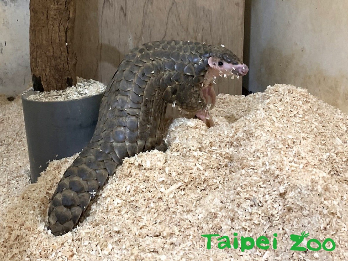 台北市動物園與台北市動保處、貓空纜車、指南宮、越南拯救野生動物組織(SVW)等單位共同舉辦「三貓猜燈謎 穿山甲小旅行」活動。林宣足/攝