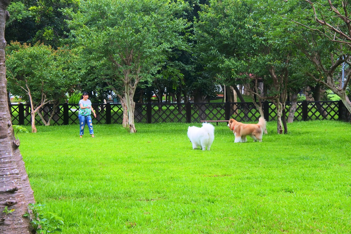 士林區的「至善公園（福林）狗狗活動區」已正式啟用，歡迎飼主與狗狗前來體驗。台北市動保處/提供